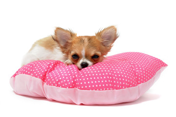 chiot chihuahua sur coussin