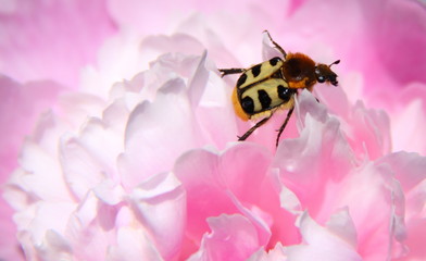 Trichius fasciatus