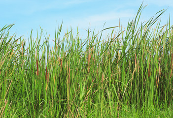 Fototapeta premium Green grass