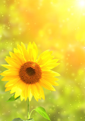Obraz premium Sunflower