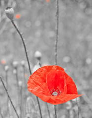 black and white poppy