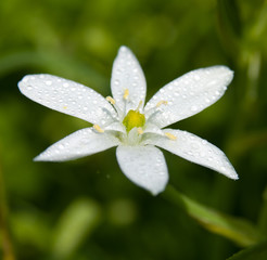 Grass Lily in raindrops