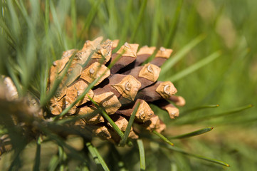 Pinecone