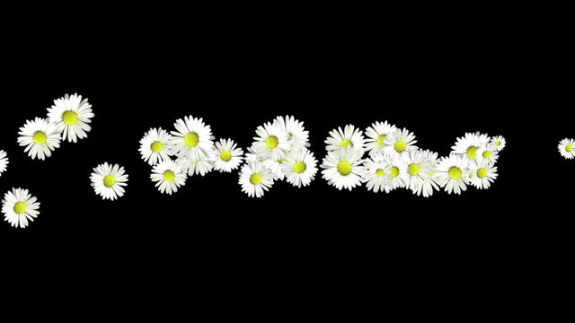 daisy garden HD