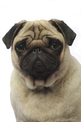 portrait de carlin en pleine réflexion