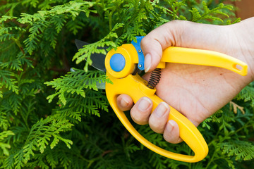 Man hold in hand plastic garden clipper to cut bush