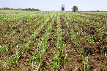 Shoots of wheat in a small field