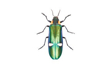 Green beetle Megaloxantha bicolorassamensis isolated