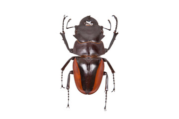 Brown beetle Odontolabis cuvera isolated