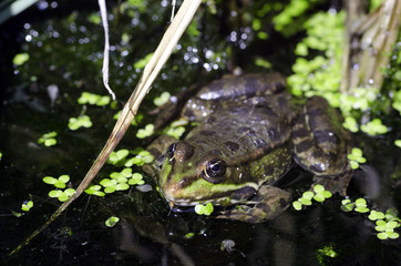 grenouille