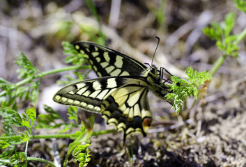 machaon