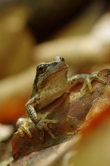 枯れ葉とカエル