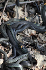Tangle  snakes  wild nature