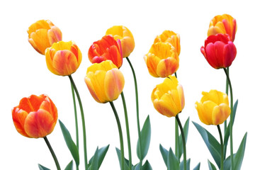 Red and Yellow Tulips