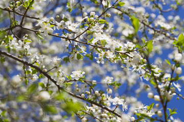 Cherry blossom macro photo