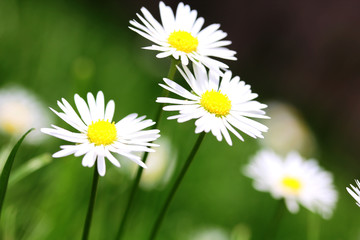 White Daisy flower