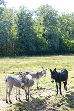 donkeys, France