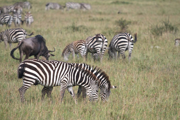 Fototapeta na wymiar Zebras eating grass