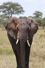 Fototapeta na wymiar Portrait of African Elephant