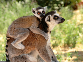 Lemurs