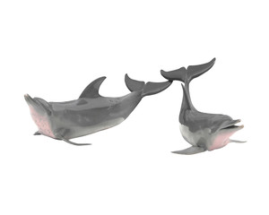 two dolphin