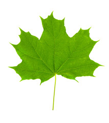 Maple leaf - Acer platanoídes.