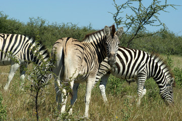 Obraz premium zebres d'Etosha 2