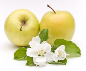 apple blossom isolated on white