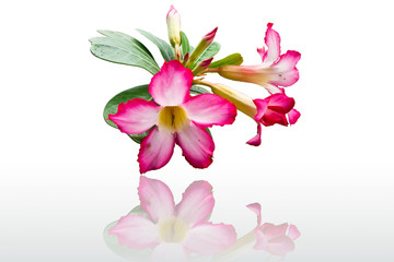 Obraz na płótnie Canvas Pink hibiscus on white background