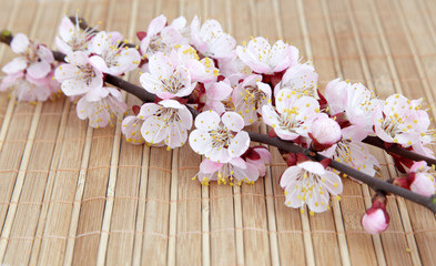 Obraz na płótnie Canvas Branches of apricot flowers on a bamboo mat.