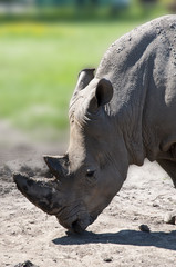 Obraz premium black rhino