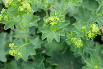 Frauenmantel (Alchemilla mollis) - viele Blüten im Freien