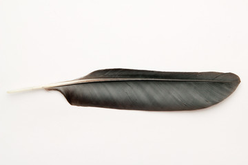 feather