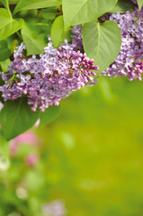 Fototapeta na wymiar Lilacs