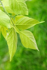 green leaves