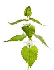 White Deadnettle (Lamium album) isolated