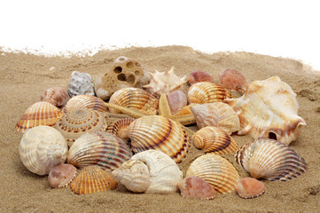 seashells and seastar