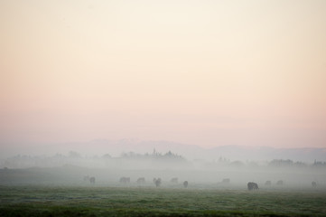 cattle grazing through mist at sunrise