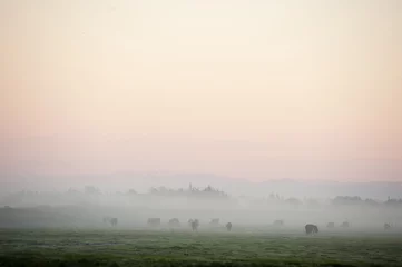Papier Peint photo Vache cattle grazing through mist at sunrise