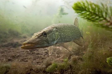 Sierkussen Onder water Pike in the lake  © crisod