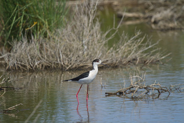 echasse blanche
