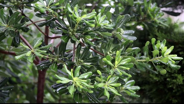Rain in garden