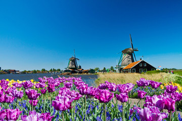 windmill in holland - obrazy, fototapety, plakaty