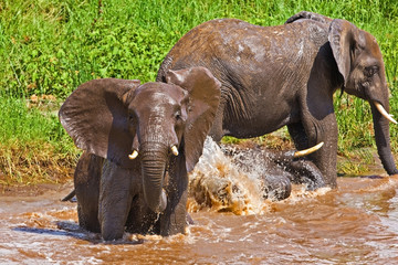 Naklejka premium African elephant in the Tarangire National Park, Tanzania