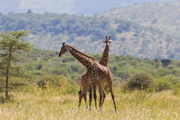 Giraffes in Tarangire National Park, Tanzania