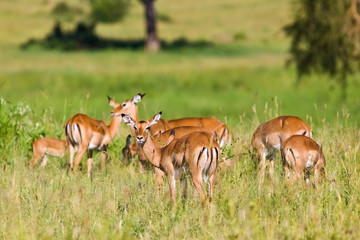 Naklejka na ściany i meble Female impala antelopes, Tarangire National Park, Tanzania