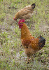 Cock and chicken on the grass