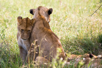 Fototapeta na wymiar Dzikie afrykańskie lwice w Serengeti National Park, Tanzania