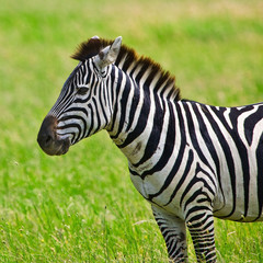Fototapeta na wymiar Zebra w Serengeti National Park, Tanzania