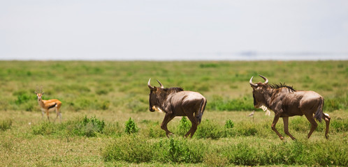 Naklejka na ściany i meble Wildebeests in the Serengeti National Park, Tanzania